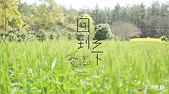 回到鄉下